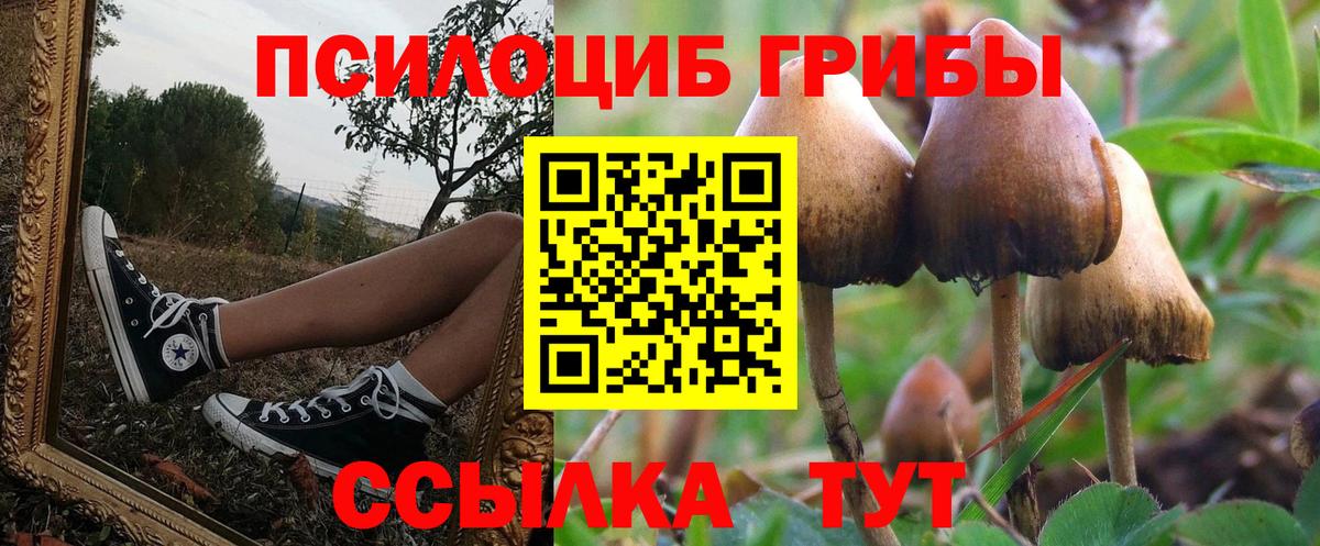 Псилоцибиновые грибы Psilocybine cubensis Тында